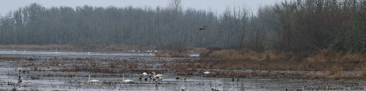 William L. Finley National Wildlife Refuge - William L. Finley National Wildlife Refuge