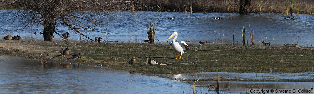 San Joaquin River National Wildlife Refuge - San Joaquin River National Wildlife Refuge