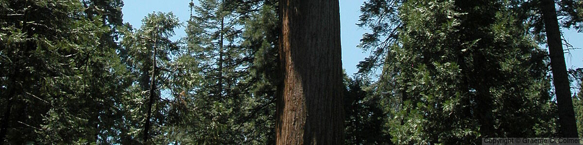 Calaveras Big Trees State Park - Calaveras Big Trees State Park