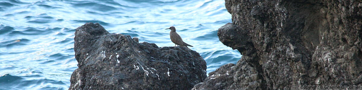 Waiʻanapanapa State Park - Landscape