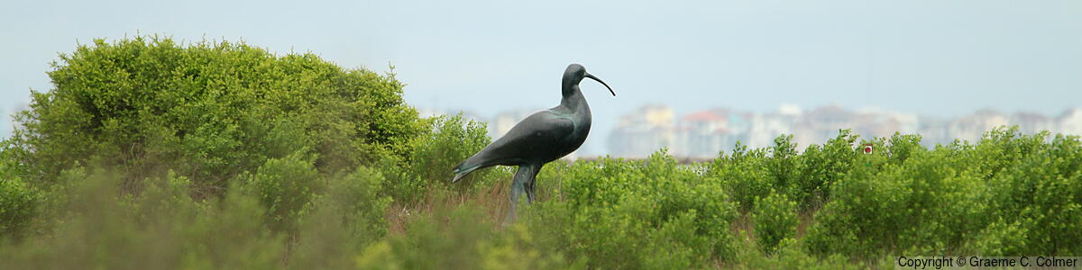 Galveston Island State Park - Eskimo Curlew Sculpture