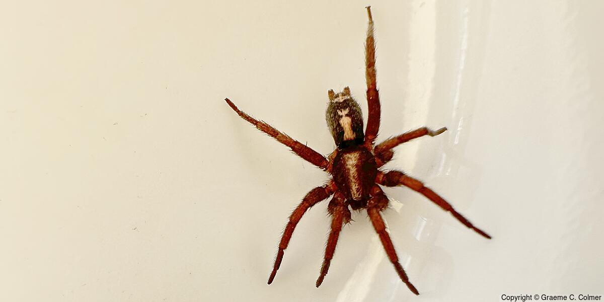Western Parson Spider (Herpyllus propinquus) - Adult