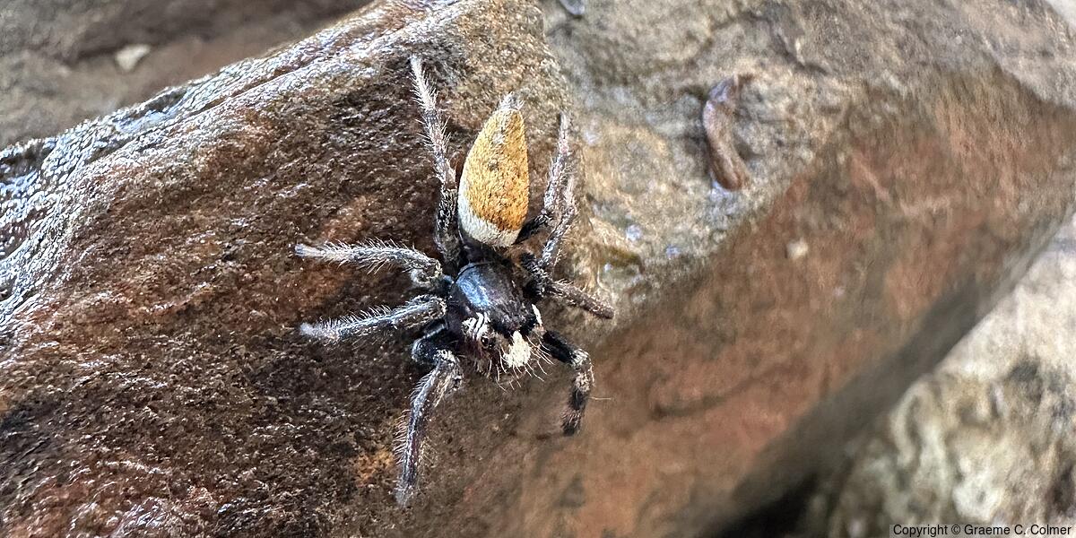 Colonus hesperus - Male