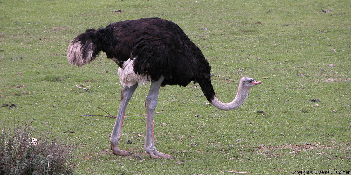 Common Ostrich (Struthio camelus) - Non-breeding male