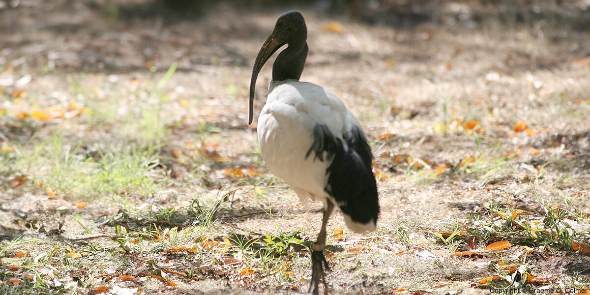African Sacred Ibis (Threskiornis aethiopicus) - Adult
