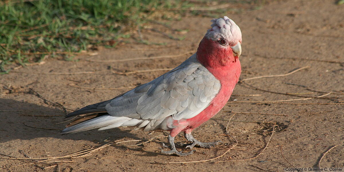 Galah (Eolophus roseicapilla) - Adult