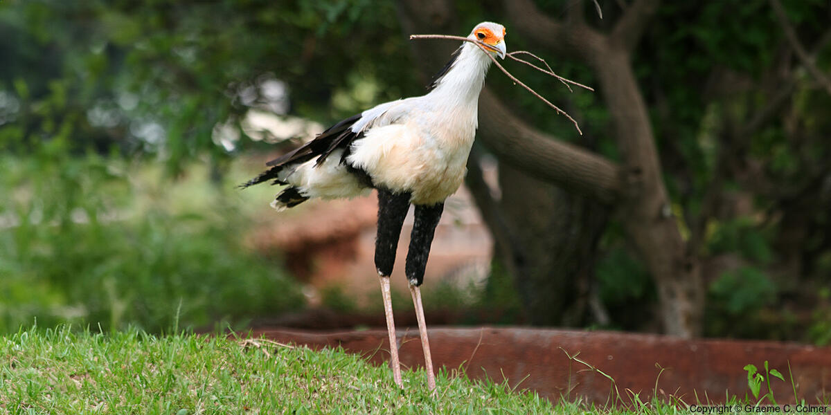 Secretarybird (Sagittarius serpentarius) - Adult