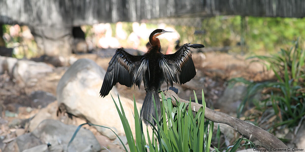 African Darter (Anhinga rufa) - Adult