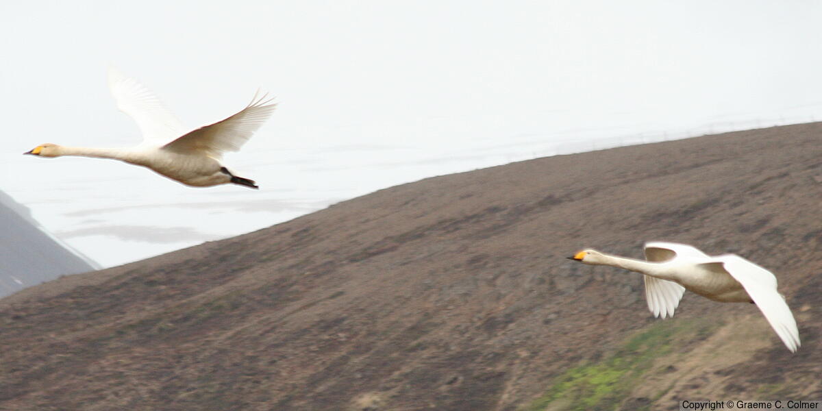 Whooper Swan (Cygnus cygnus) - Adults