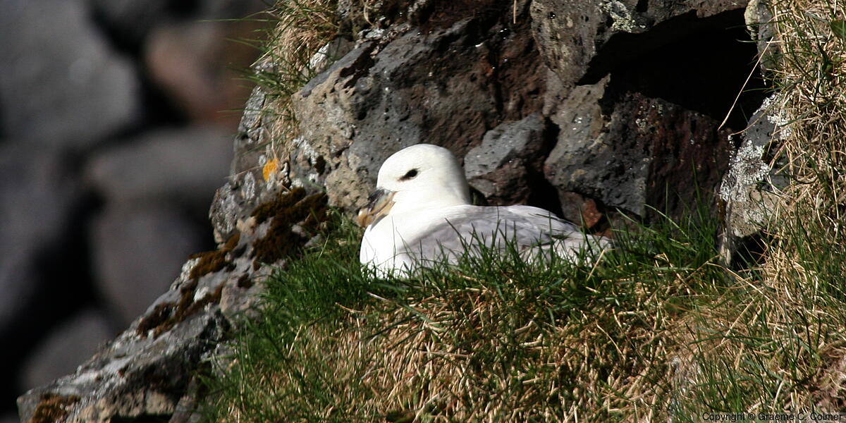 Northern Fulmar (Fulmarus glacialis) - Light Morph