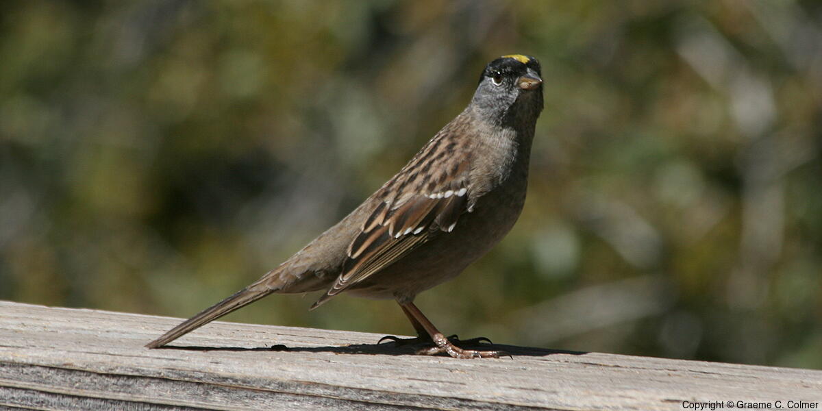 Golden-crowned Sparrow (Zonotrichia atricapilla) - Breeding Adult