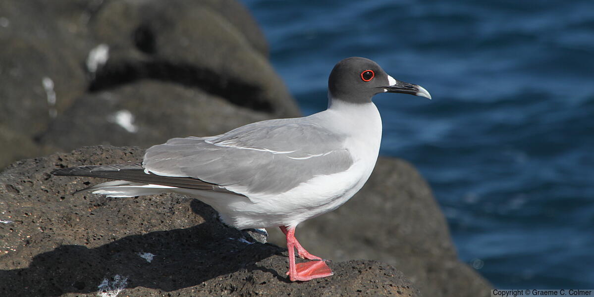 Swallow-tailed Gull - Adult