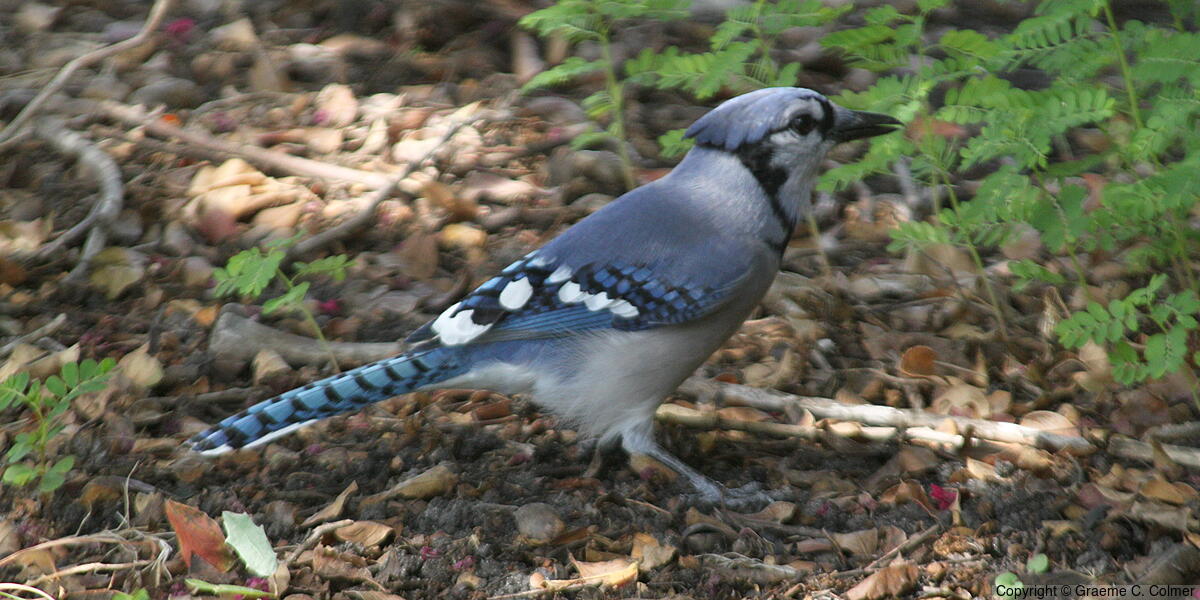 Blue Jay (Cyanocitta cristata) - Adult