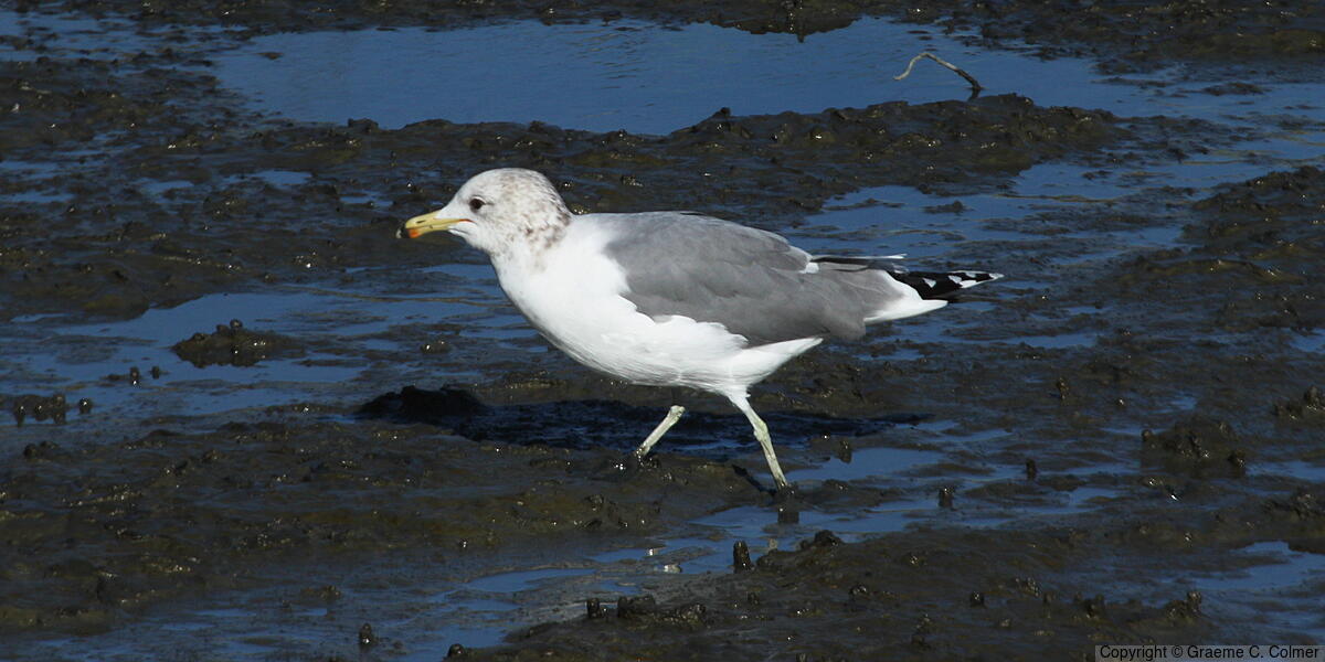 California Gull (Larus californicus) - Non-breeding adult