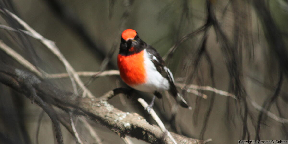 Red-capped Robin (Petroica goodenovii) - Adult