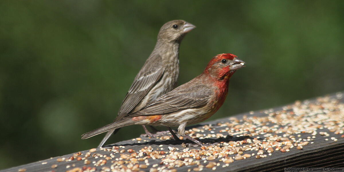 House Finch (Haemorhous mexicanus) - Female and male