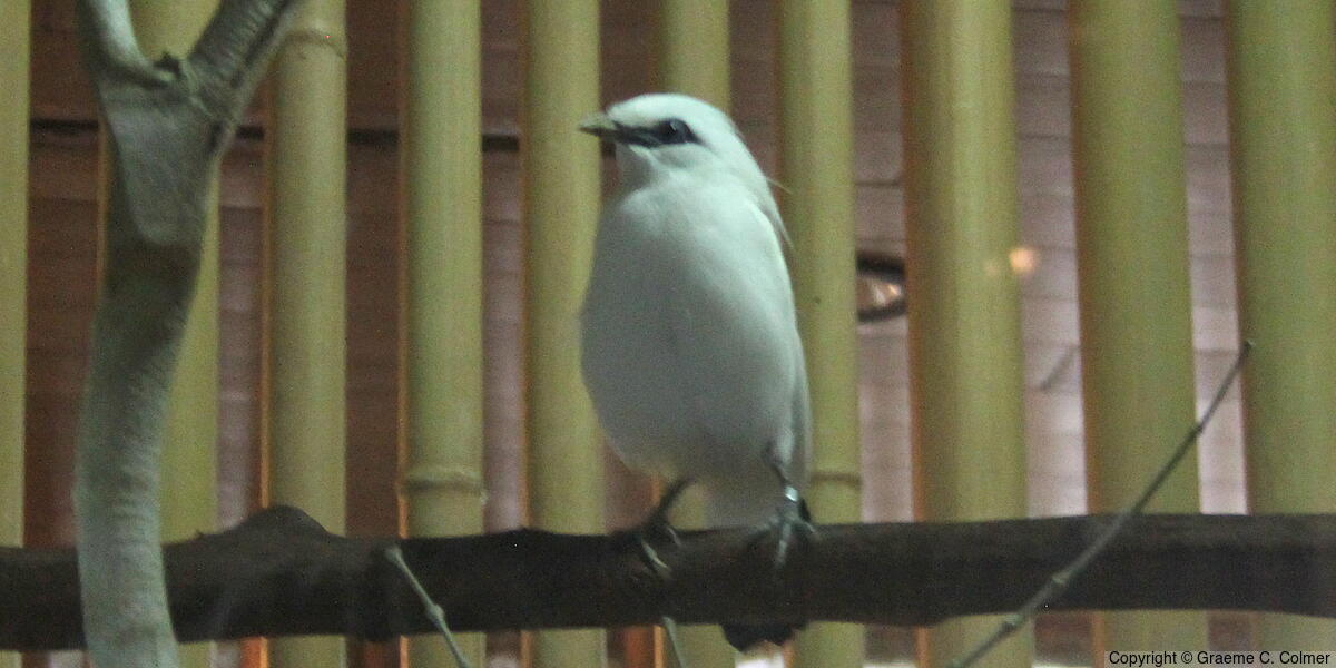 Bali Myna (Leucopsar rothschildi) - Adult