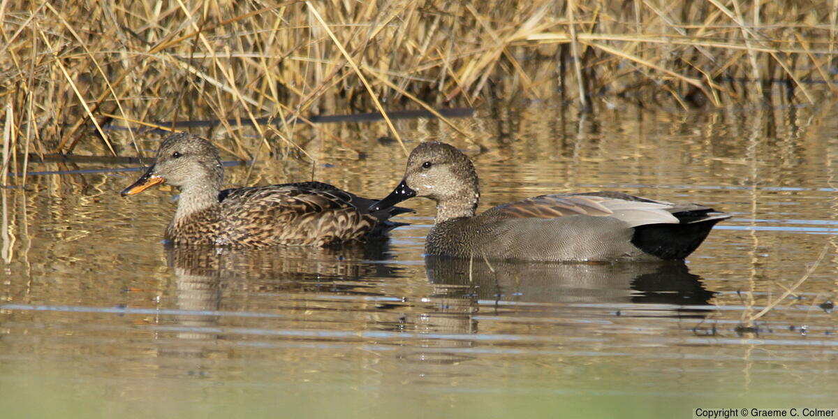 Gadwall (Mareca strepera) - Female and male