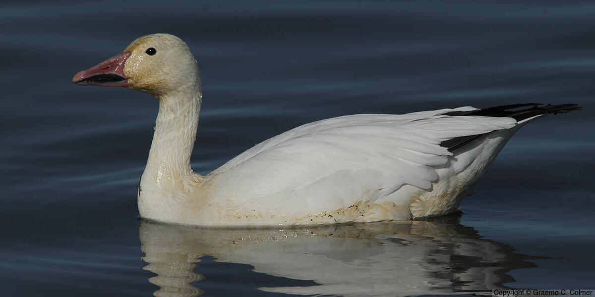 Snow Goose (Anser caerulescens) - Adult (white morph)