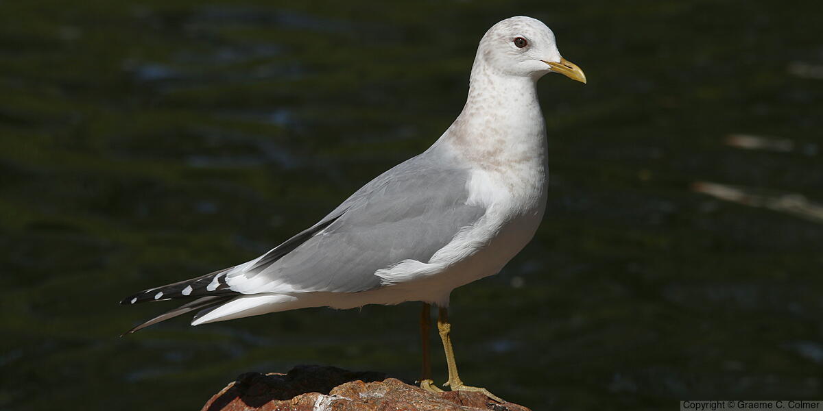 Short-billed Gull (Larus brachyrhynchus) - Non-breeding adult