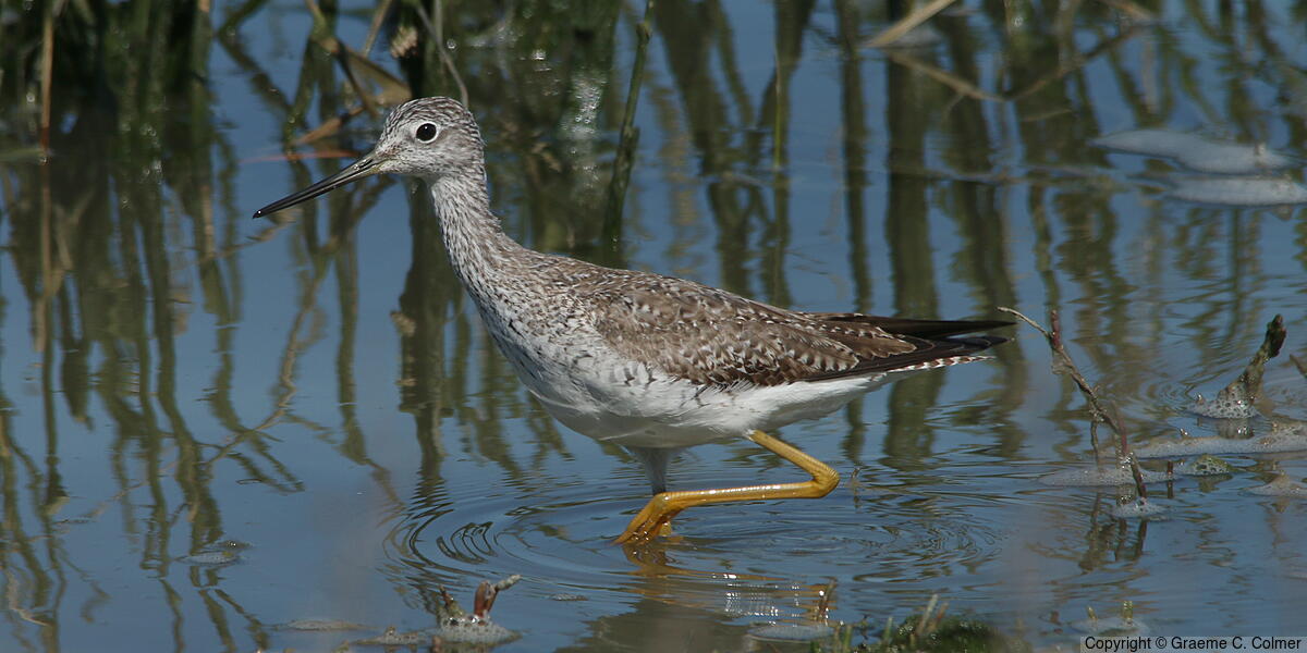 Greater Yellowlegs (Tringa melanoleuca) - Adult