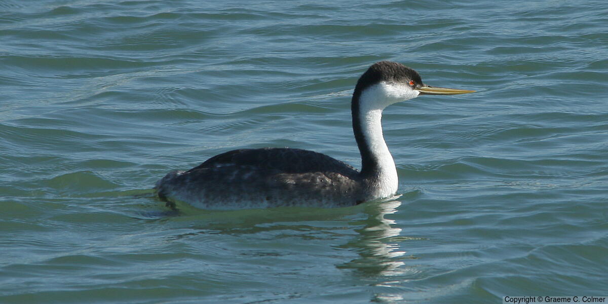 Western Grebe (Aechmophorus occidentalis) - Adult
