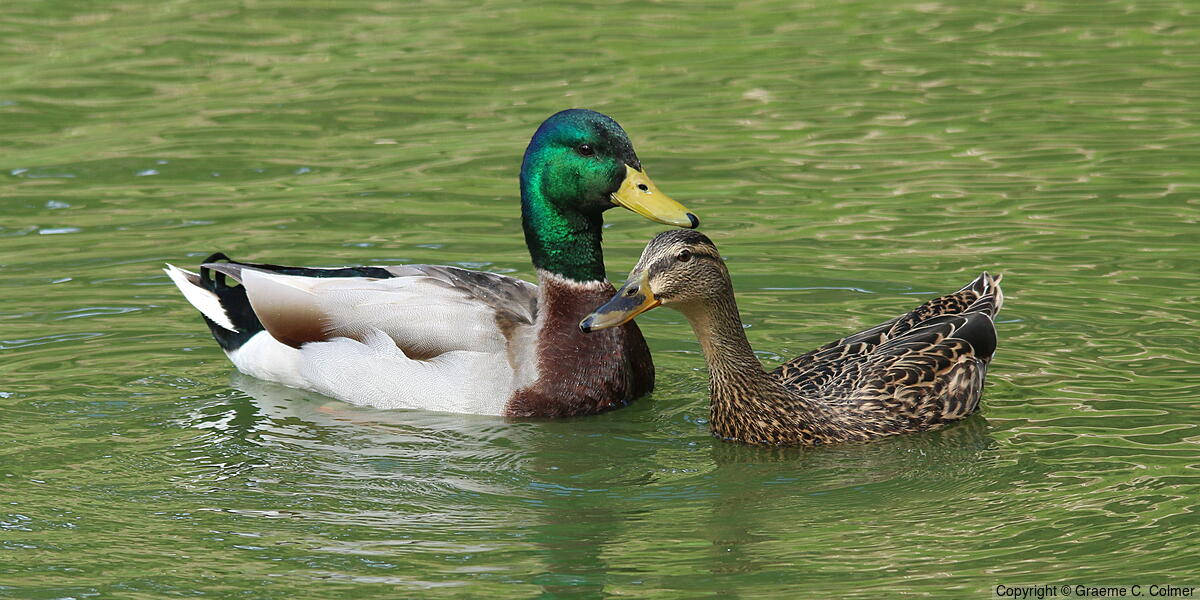 Mallard (Anas platyrhynchos) - Adult male and female