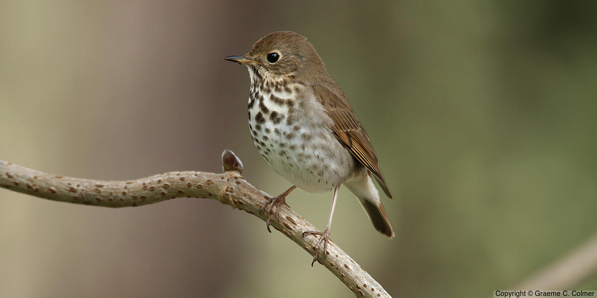 Hermit Thrush (Catharus guttatus) - Adult