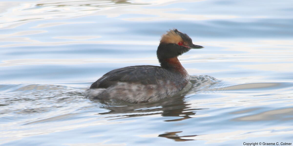 Horned Grebe (Podiceps auritus) - Horned Grebe