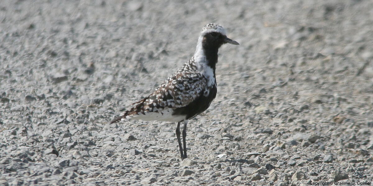 Black-bellied Plover (Pluvialis squatarola) - Black-bellied Plover