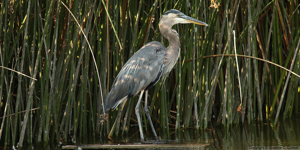 Great Blue Heron (Ardea herodias) - Adult (Blue form)