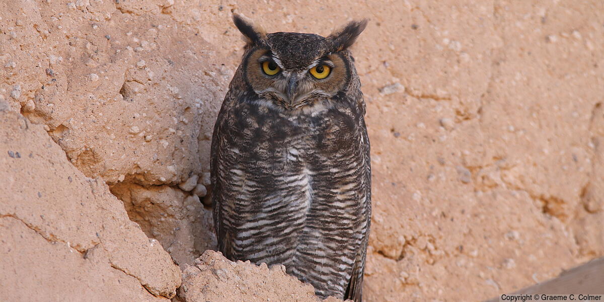 Great Horned Owl (Bubo virginianus) - Adult