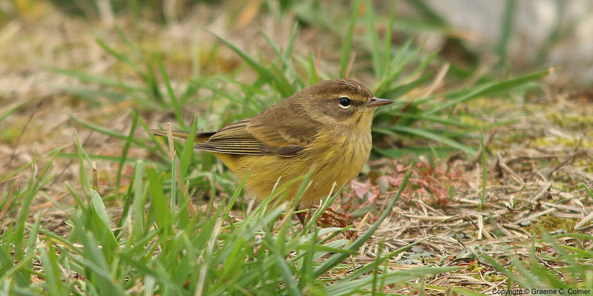Palm Warbler (Setophaga palmarum) - Nonbreeding adult (yellow)