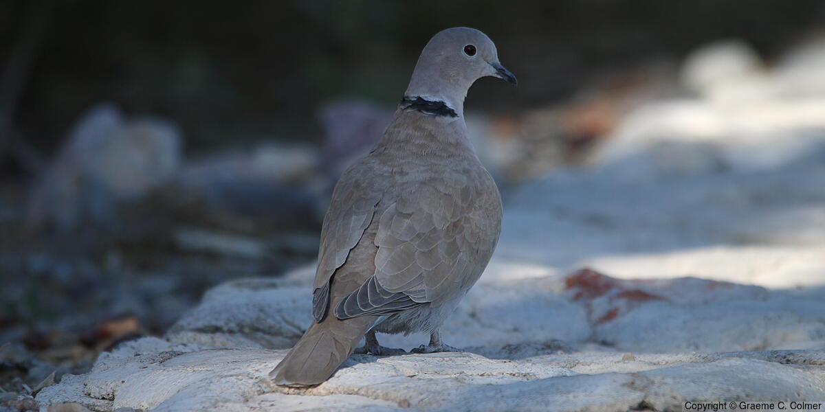 Eurasian Collared-Dove (Streptopelia decaocto) - Adult