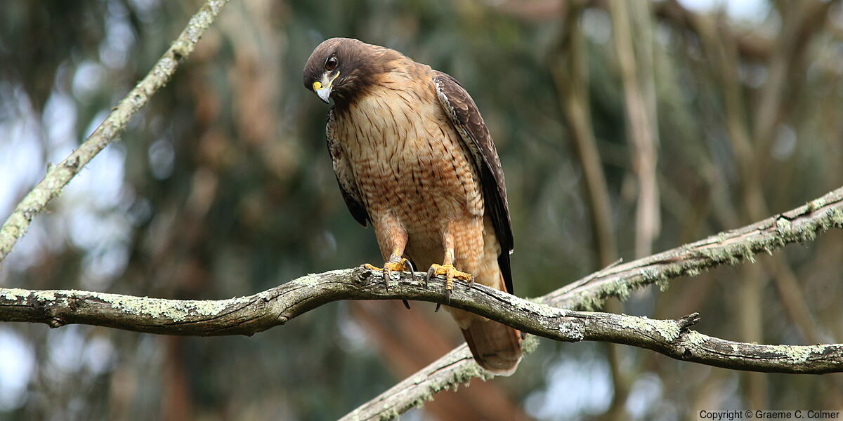 Red-tailed Hawk (Buteo jamaicensis) - Adult (calurus/alascensis)