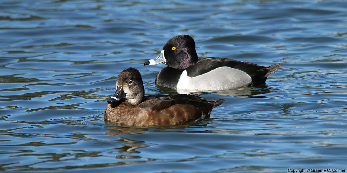 Ring-necked Duck (Aythya collaris) - Female and breeding male