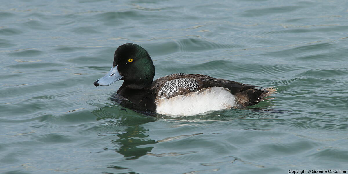 Greater Scaup (Aythya marila) - Adult male