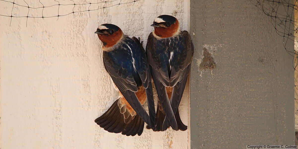 Cliff Swallow (Petrochelidon pyrrhonota) - Adults