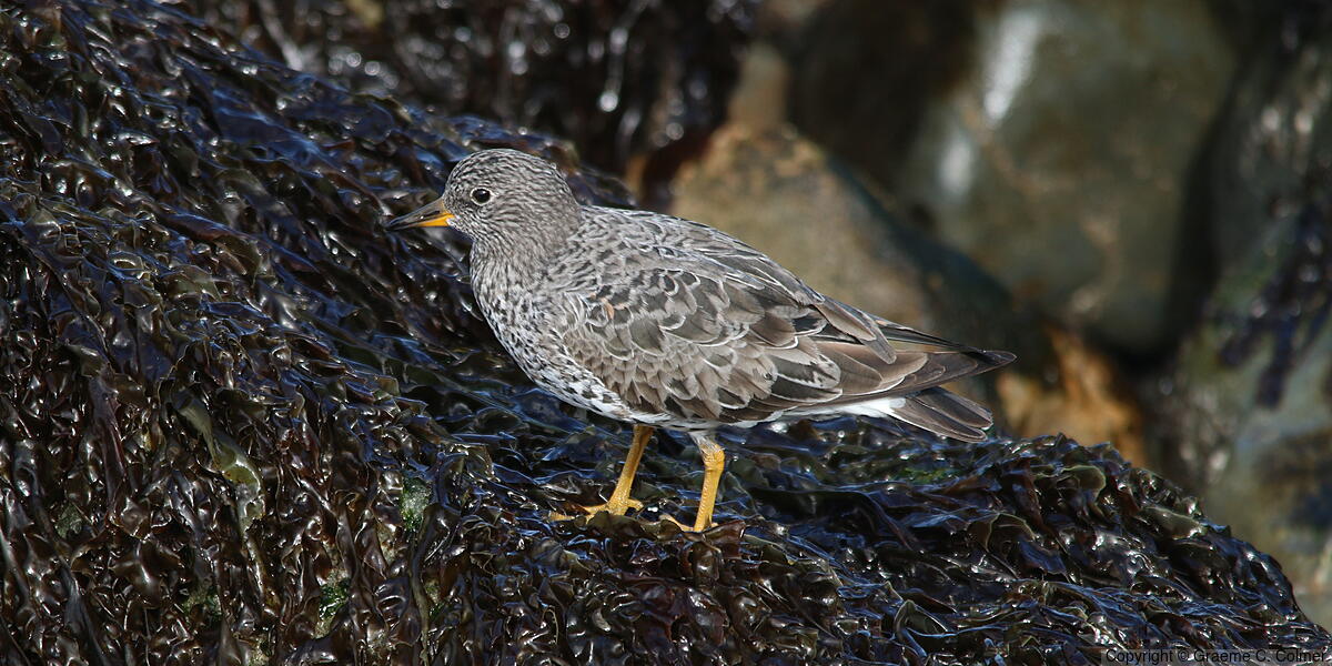 Surfbird (Calidris virgata) - Breeding adult