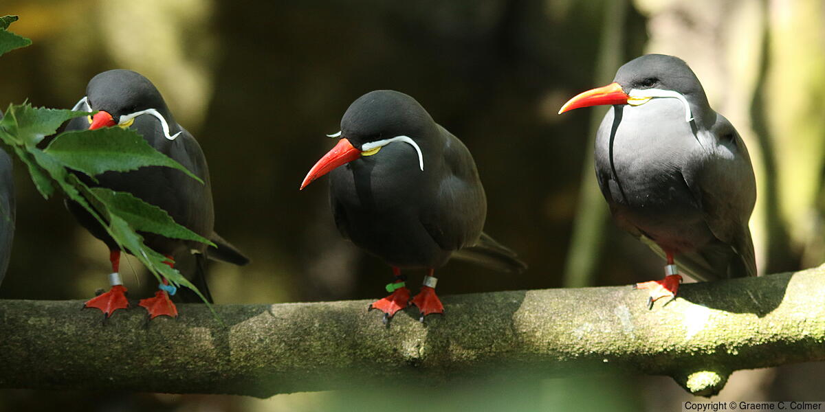 Inca Tern (Larosterna inca) - Adult