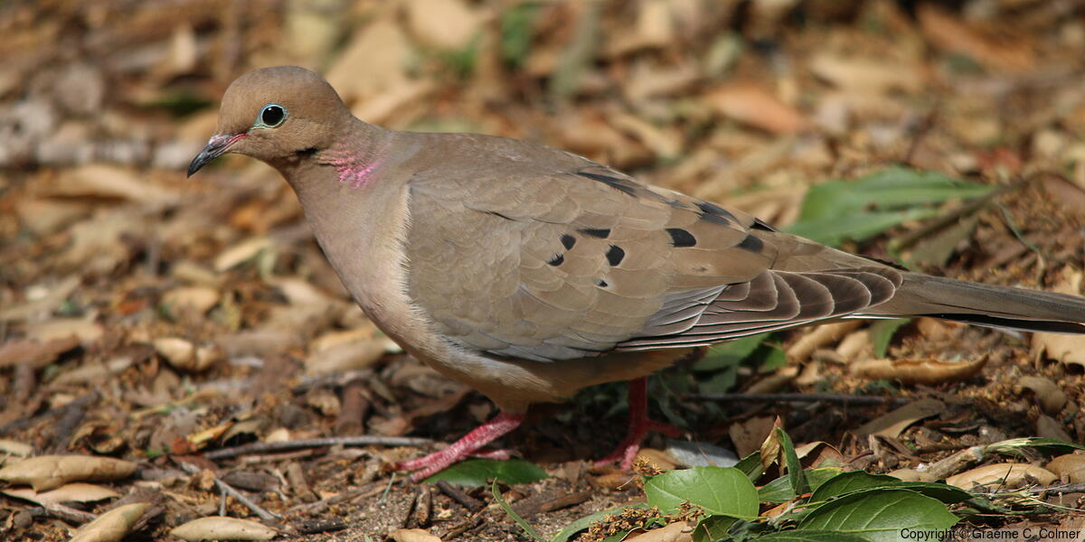 Mourning Dove (Zenaida macroura) - Adult