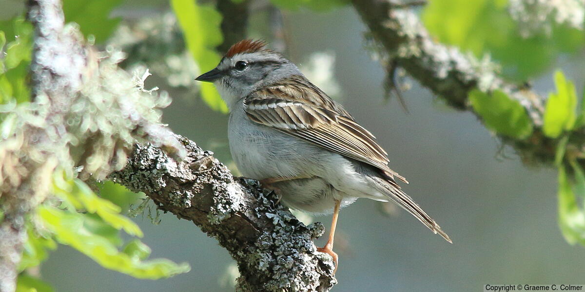 Chipping Sparrow (Spizella passerina) - Adult