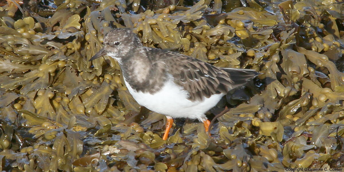 Ruddy Turnstone (Arenaria interpres) - Non-breeding adult