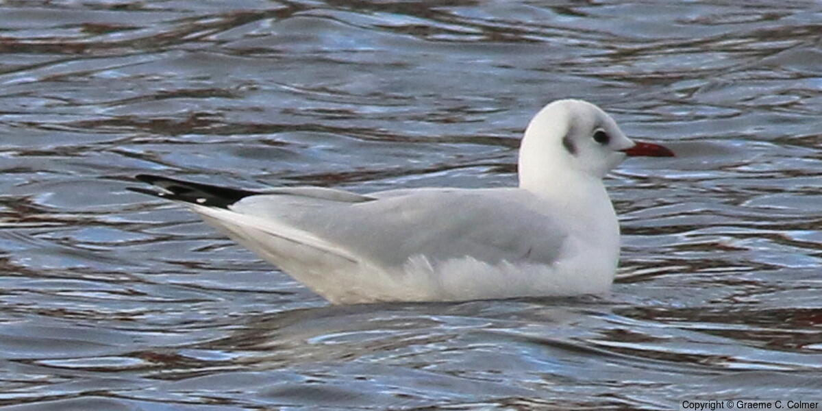 Black-headed Gull (Chroicocephalus ridibundus) - Black-headed Gull