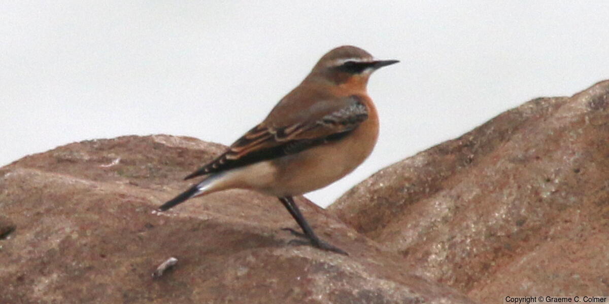 Northern Wheatear (Oenanthe oenanthe) - Adult
