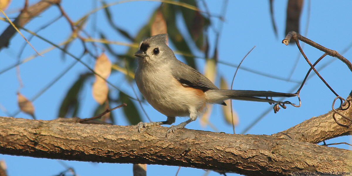 Tufted Titmouse (Baeolophus bicolor) - Adult