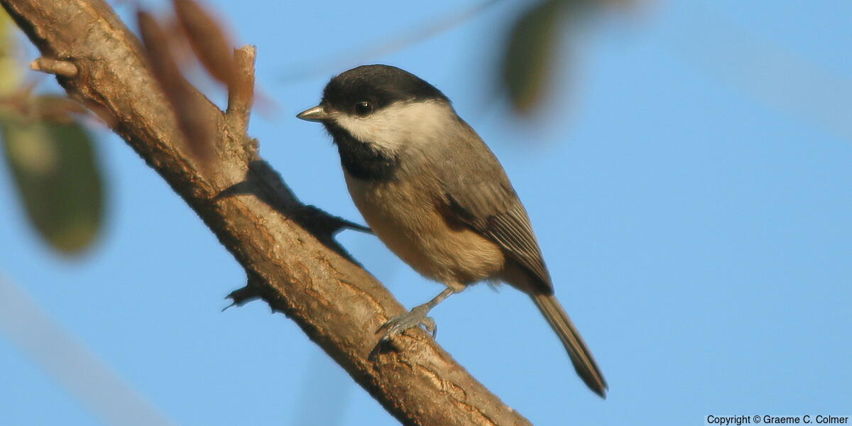 Carolina Chickadee (Poecile carolinensis) - Adult