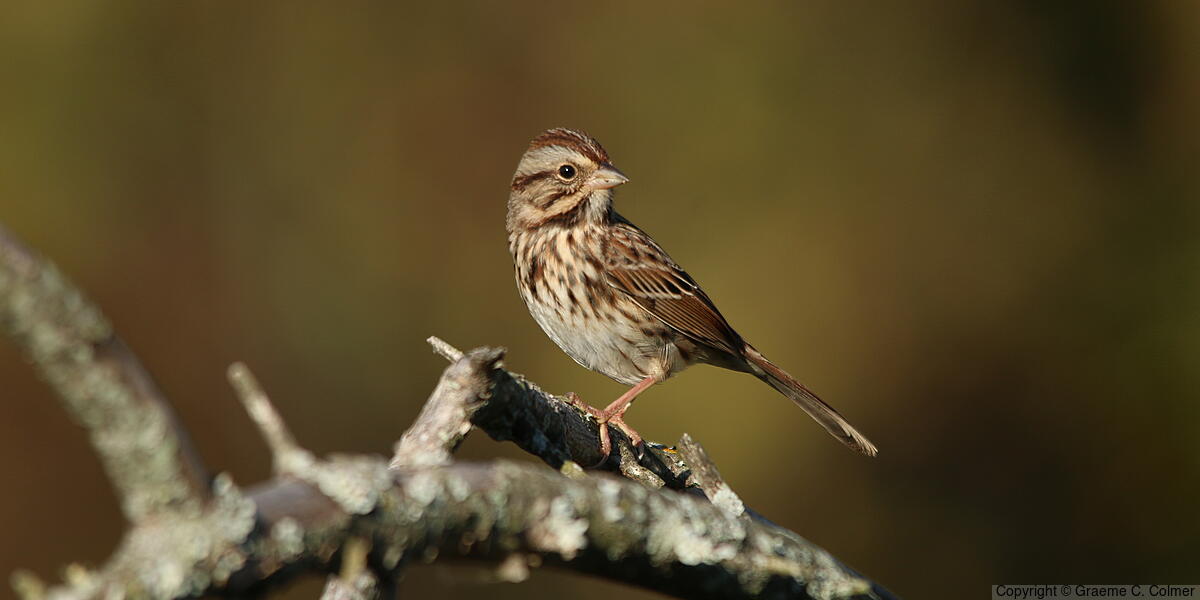 Song Sparrow (Melospiza melodia) - Adult