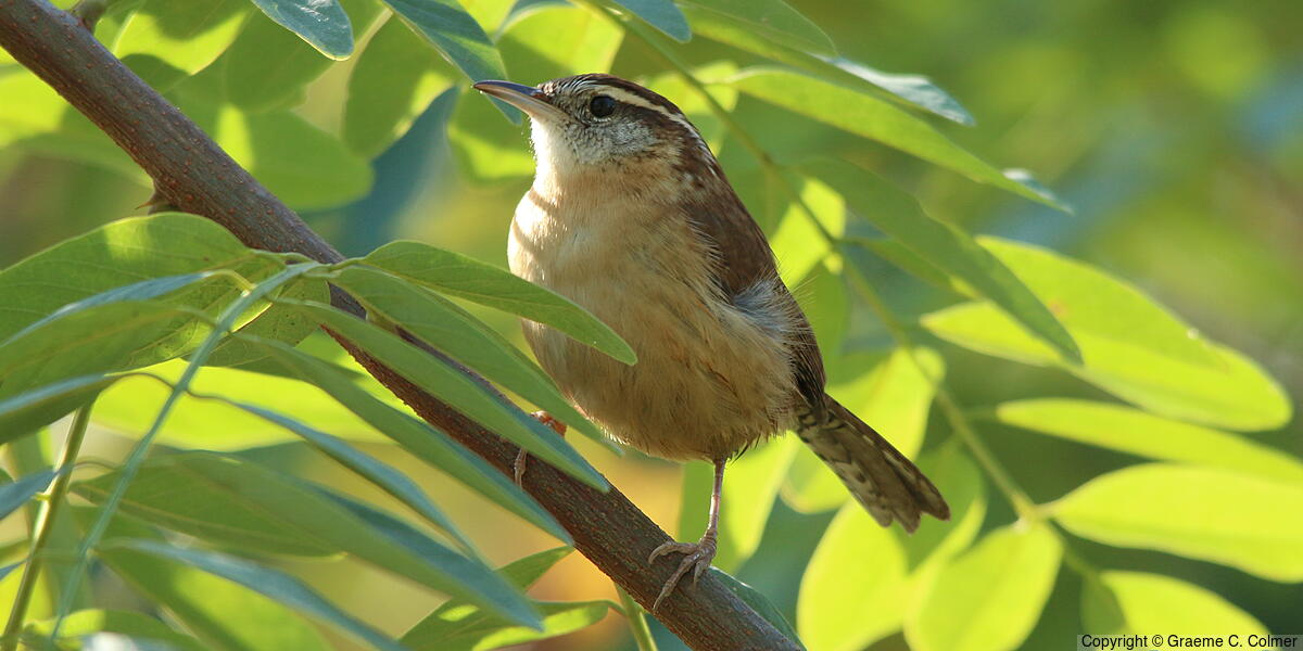Carolina Wren (Thryothorus ludovicianus) - Adult