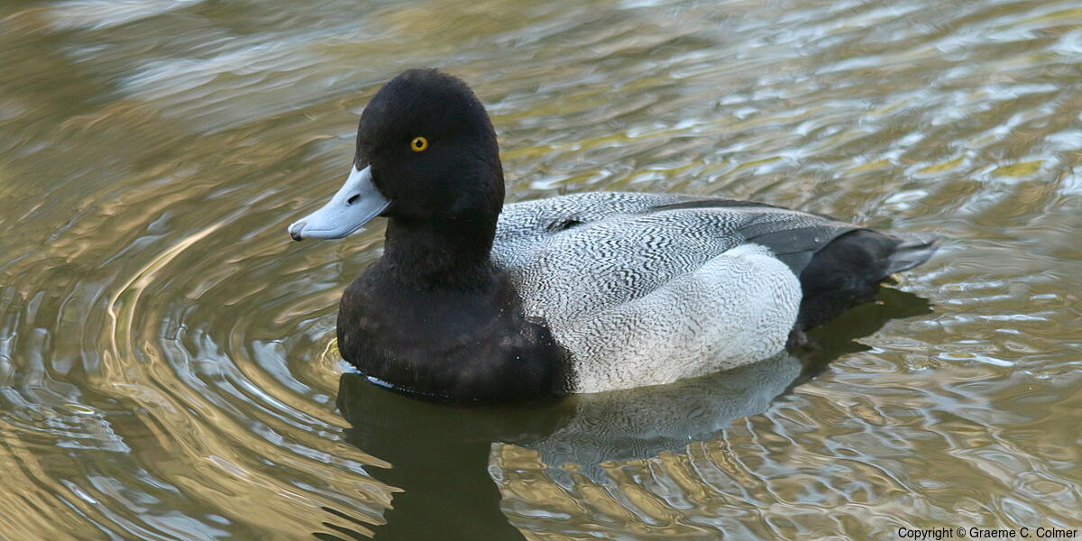 Lesser Scaup (Aythya affinis) - Adult male